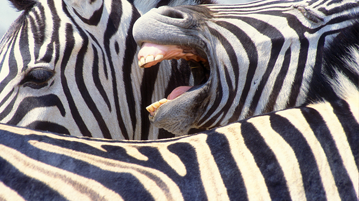 Zebra lachend